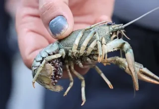 Terminalde 300 kilogram kerevit, 40 kilo mavi yengeç ele geçirildi
