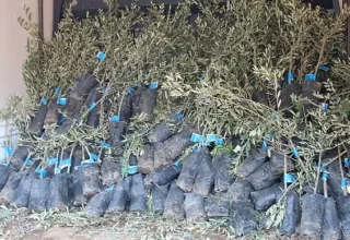 19 ilçede 2 bin üreticiye 40 bin zeytin fidanı dağıtılacak