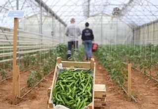 Başkan Çerçioğlu’nun Tarıma ve Üreticilere Destekleri Sürüyor