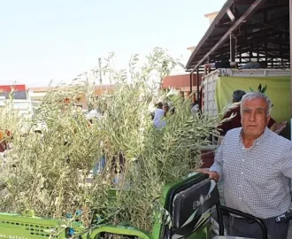 Büyükşehir’den 19 ilçeye 40 bin zeytin fidanı desteği