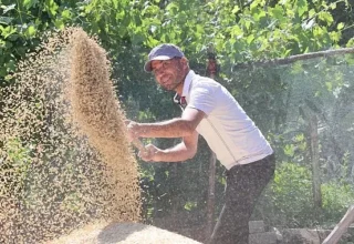 Korkuteli Yeşiloba Yaylası’nda buğday hasadı başladı