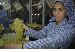 Superior Seedless çeşidi sofralık üzümün ihracat yolculuğu 16 Temmuz’da başladı