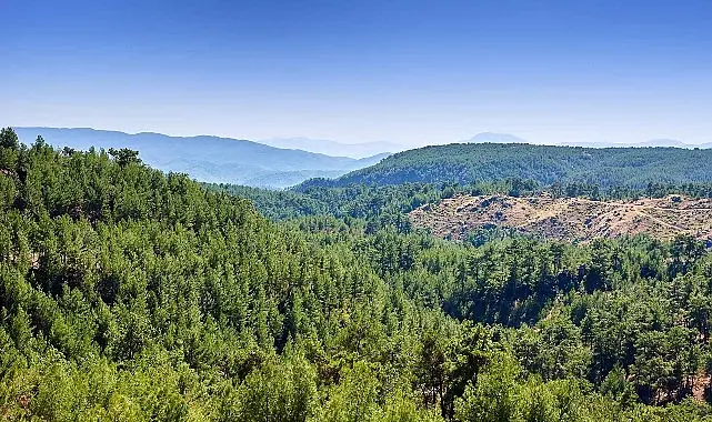 ALJ Türkiye’den 1.4 Milyon Fidan ile Başlayan Ağaç Seferberliği