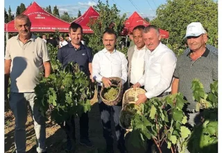 Başkan Büyükakın, İzmit’te üzüm hasadına katıldı