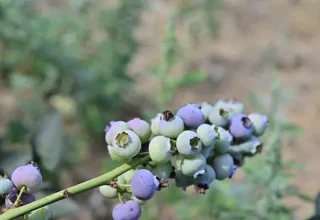 izmir tarım haber; İzmir’in ilk toprağa dikim bluueberryleri hasat edildi