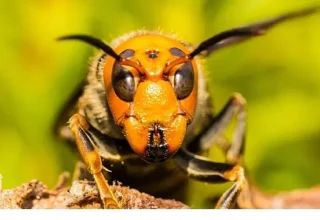 ‘Asya’nın Vahşi Eşek Arıları’, 6 Eylül Cumartesi 20.00’de National Geographic WILD Ekranlarında!