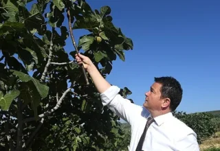 Osmangazi’den dünyaya açılan lezzet “Bursa Siyah İnciri”
