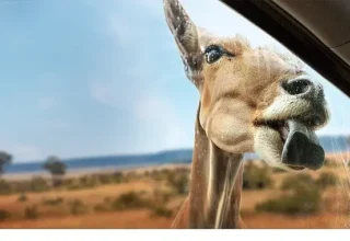 Yeni Seri ‘Vahşi Türden Yakınlaşmalar’,   3 Eylül Çarşamba 20.00’de İki Bölümüyle   National Geographic WILD Ekranlarında İzleyicilerle Buluşuyor!