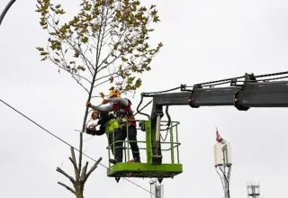 Maltepe’de budama zamanı